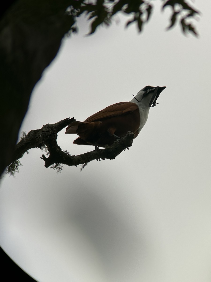 Three-wattled Bellbird - ML637985448