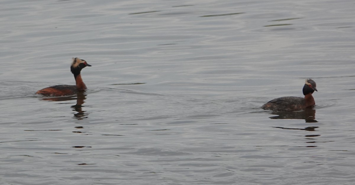 Horned Grebe - ML637985473