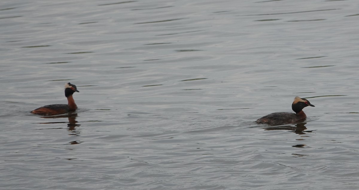Horned Grebe - ML637985474
