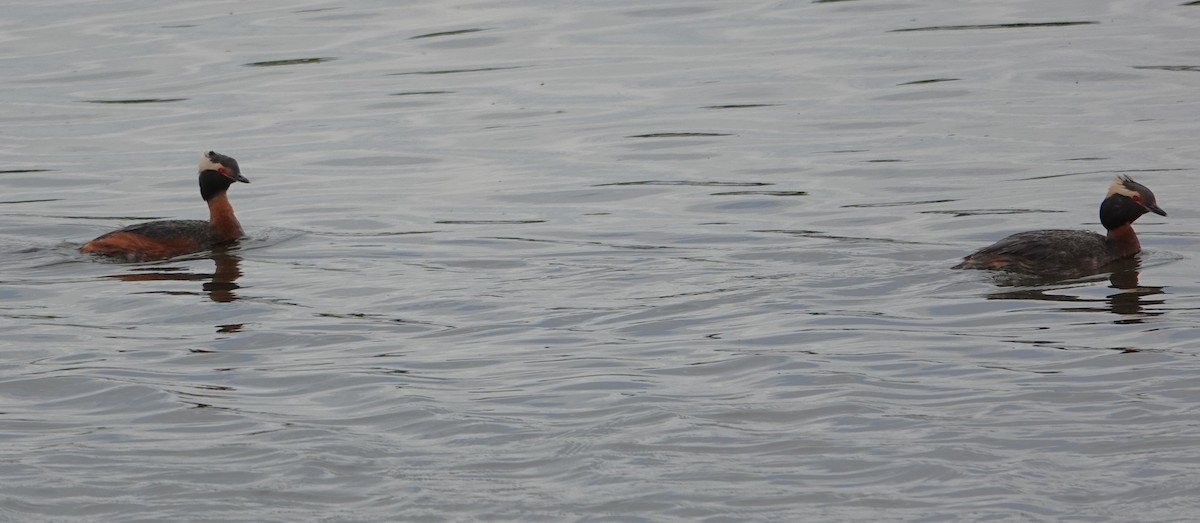 Horned Grebe - ML637985475