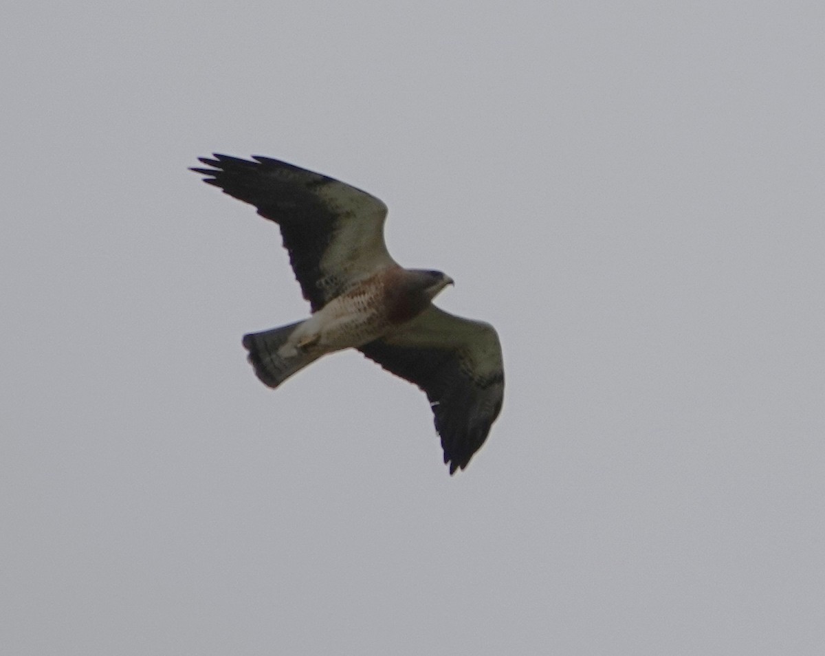 Swainson's Hawk - ML637985480