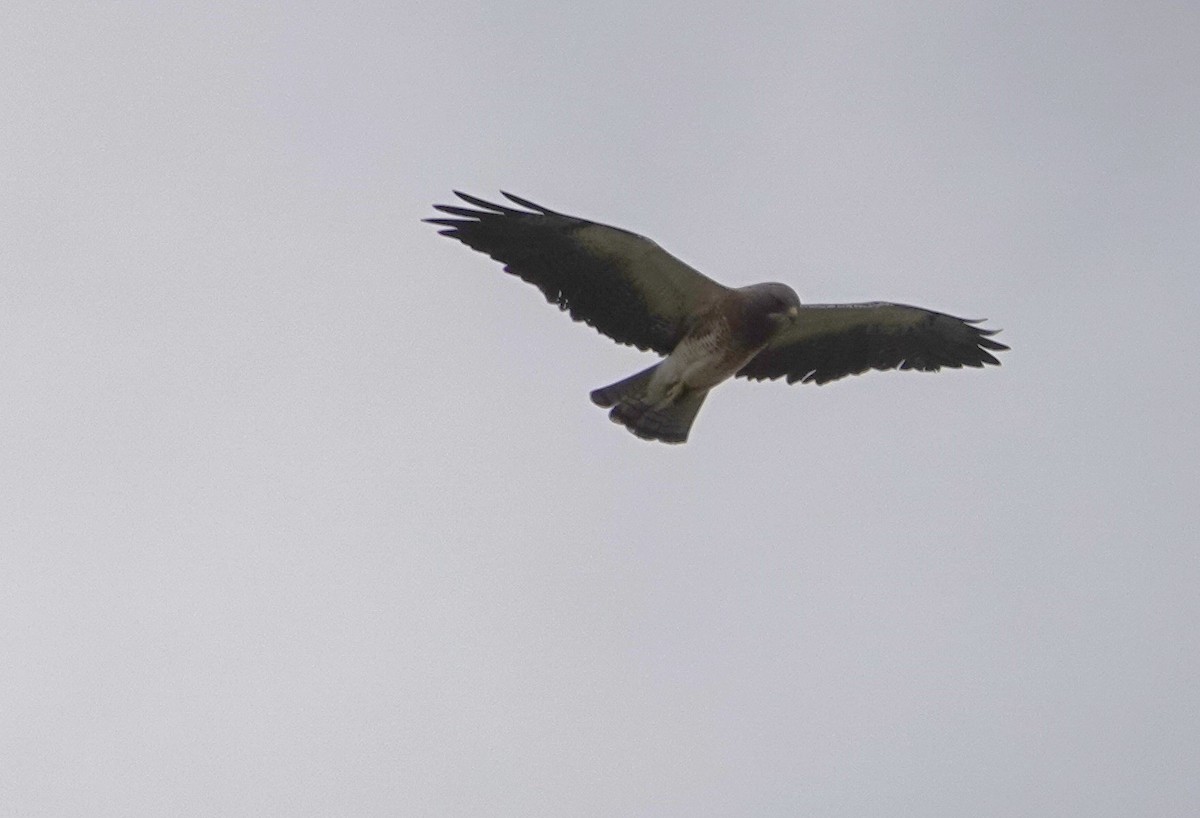 Swainson's Hawk - ML637985481