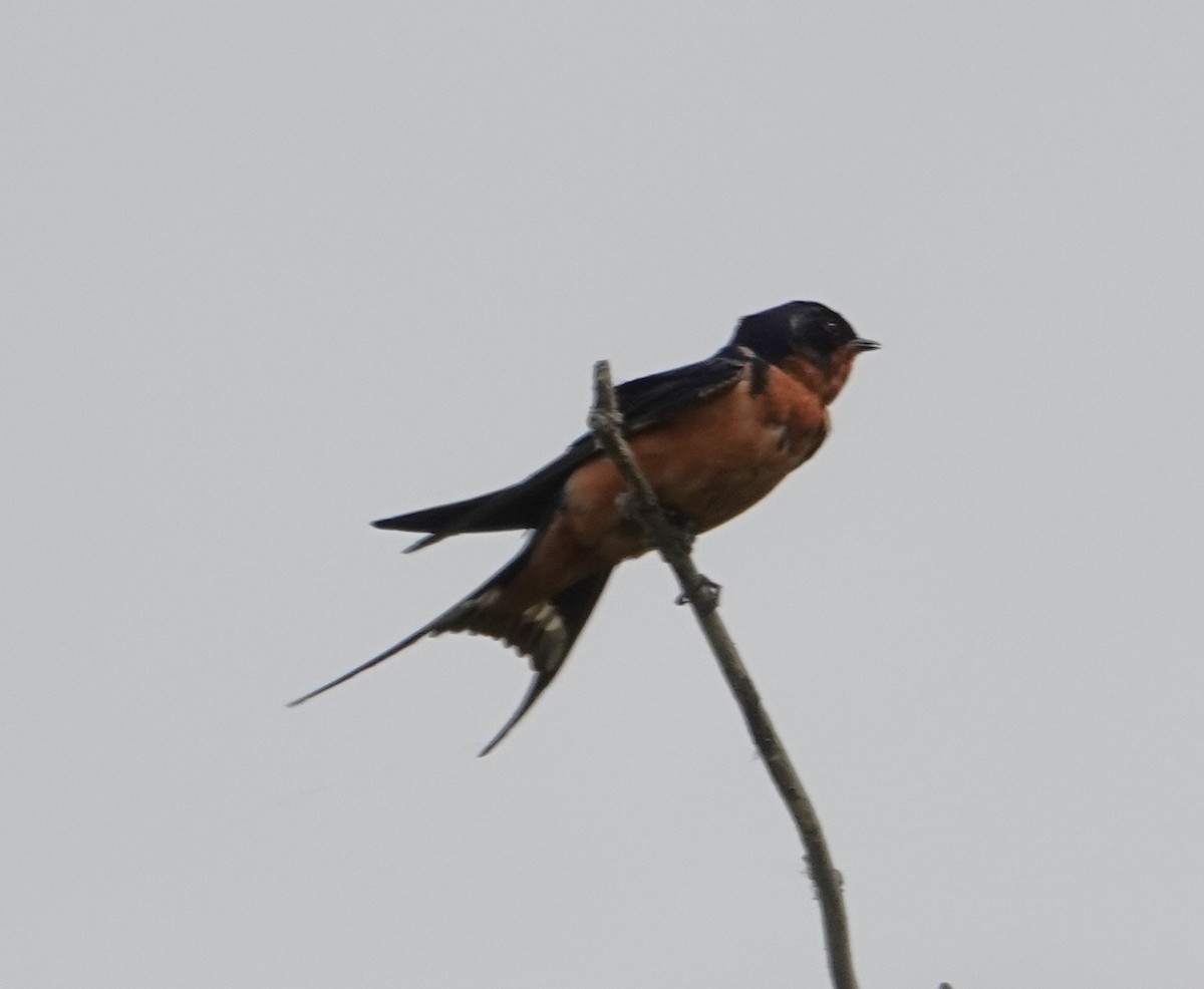 Barn Swallow - ML637985485