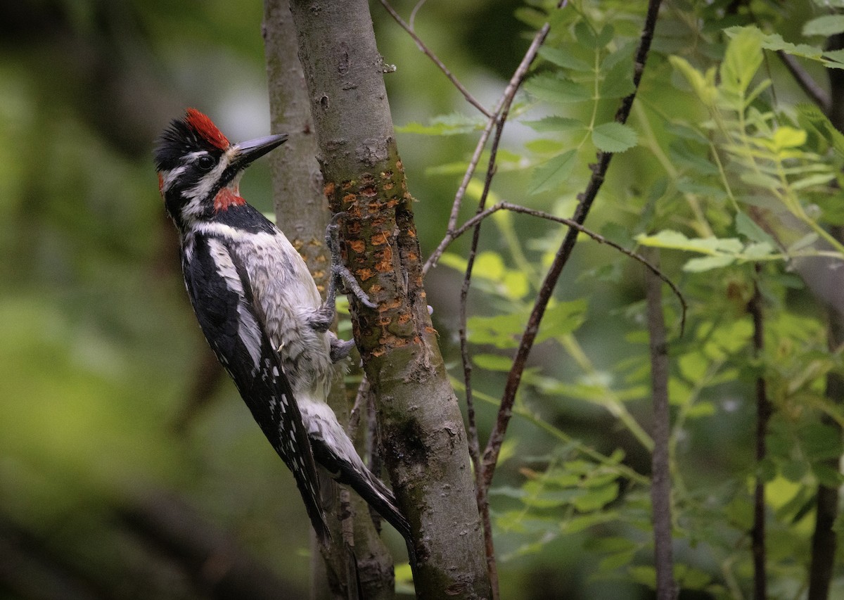 Red-naped Sapsucker - ML637985487