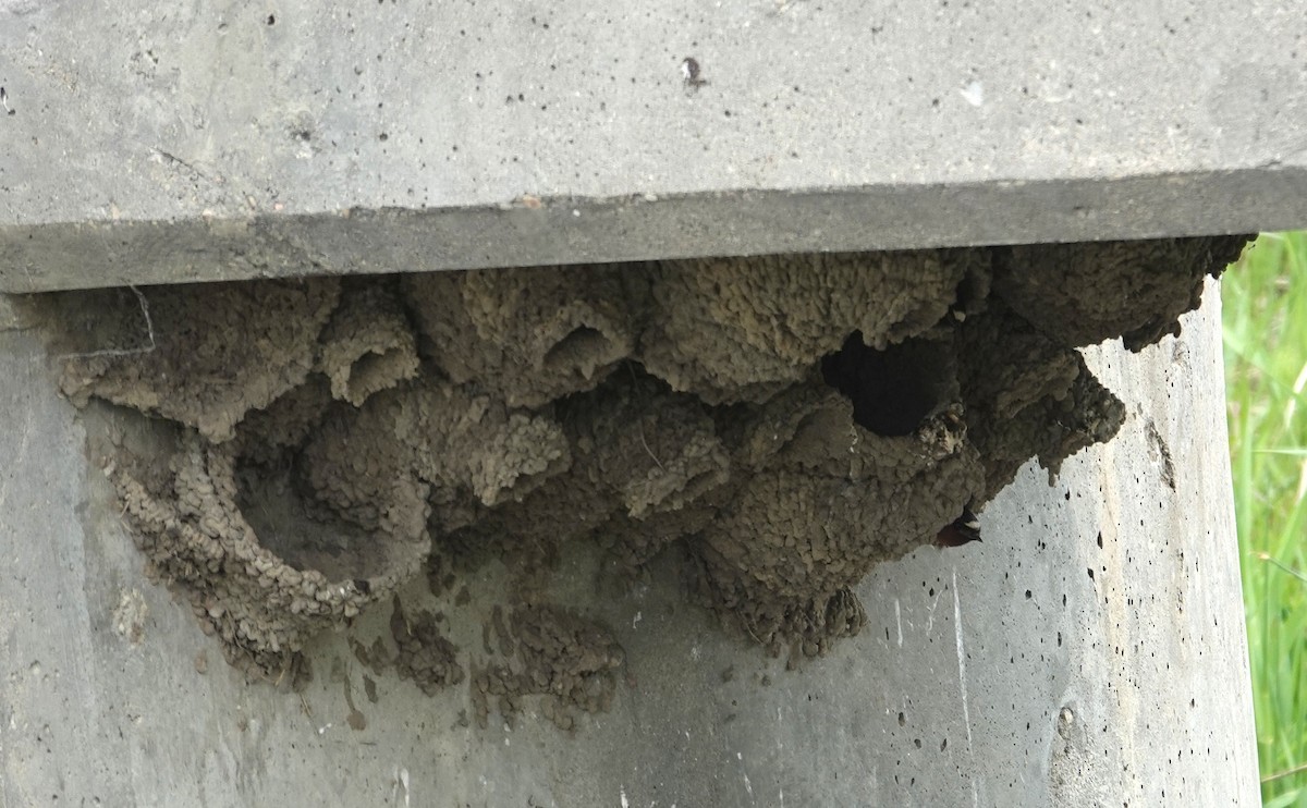 Cliff Swallow - ML637985490