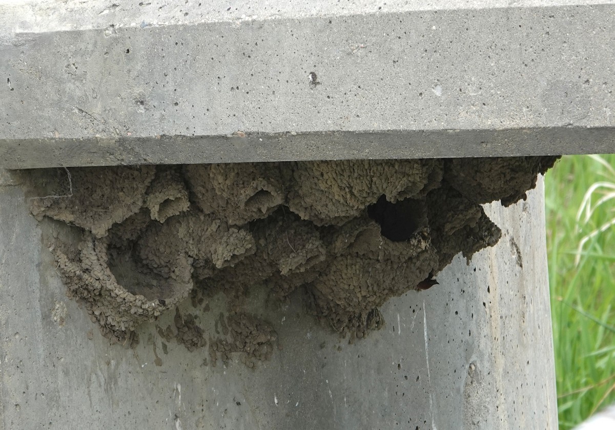 Cliff Swallow - ML637985491