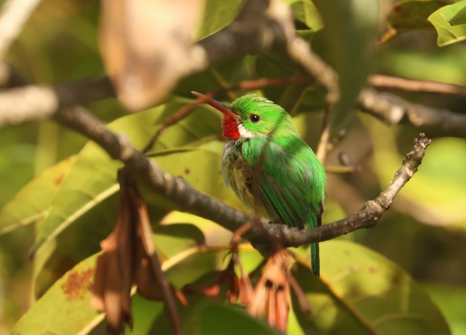 Puerto Rican Tody - ML637985512