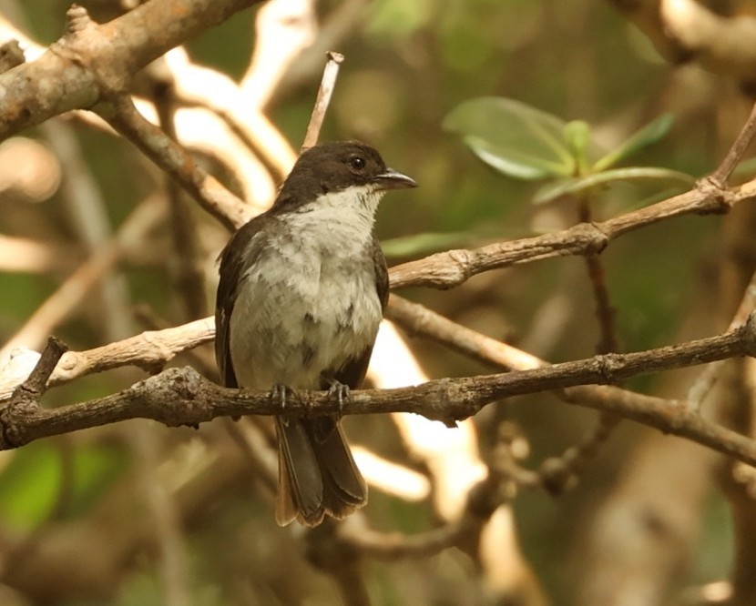 Puerto Rican Tanager - ML637985515