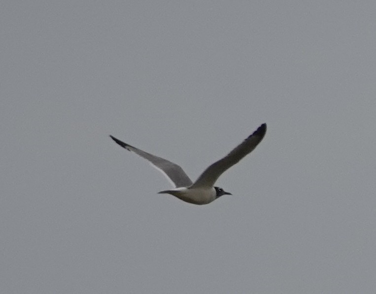 Franklin's Gull - ML637985542