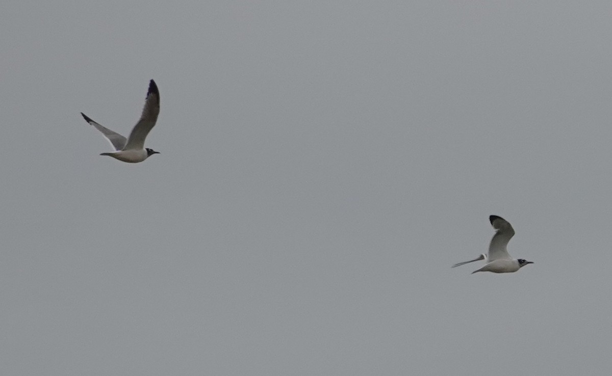 Franklin's Gull - ML637985543