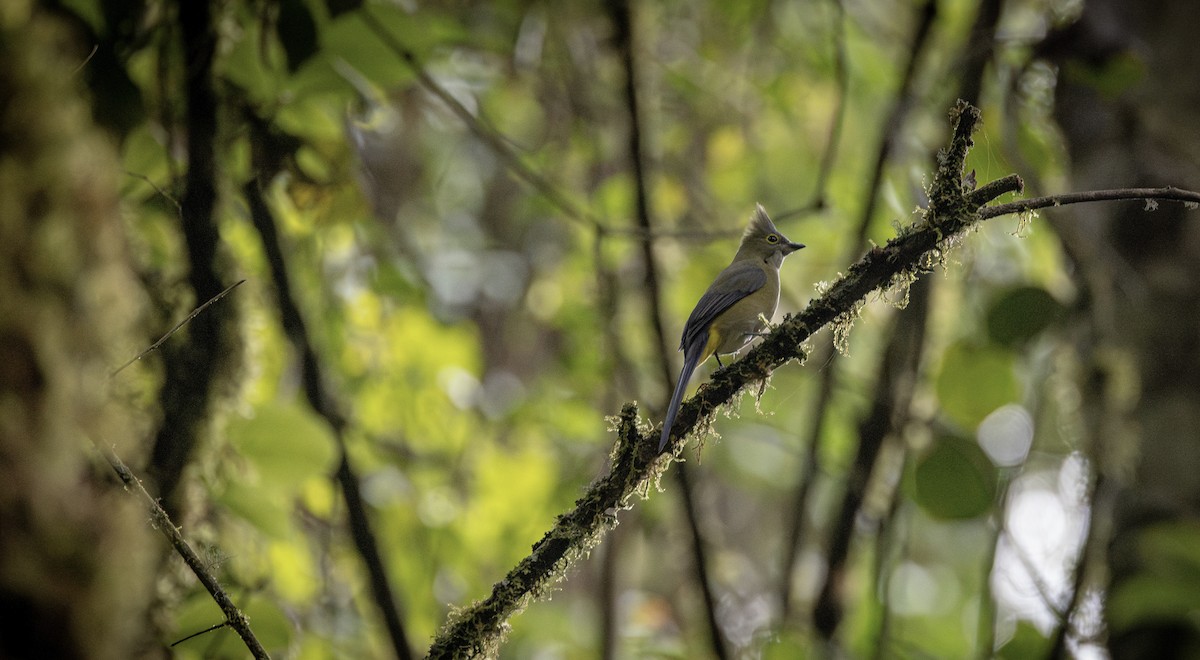 Long-tailed Silky-flycatcher - ML637985559