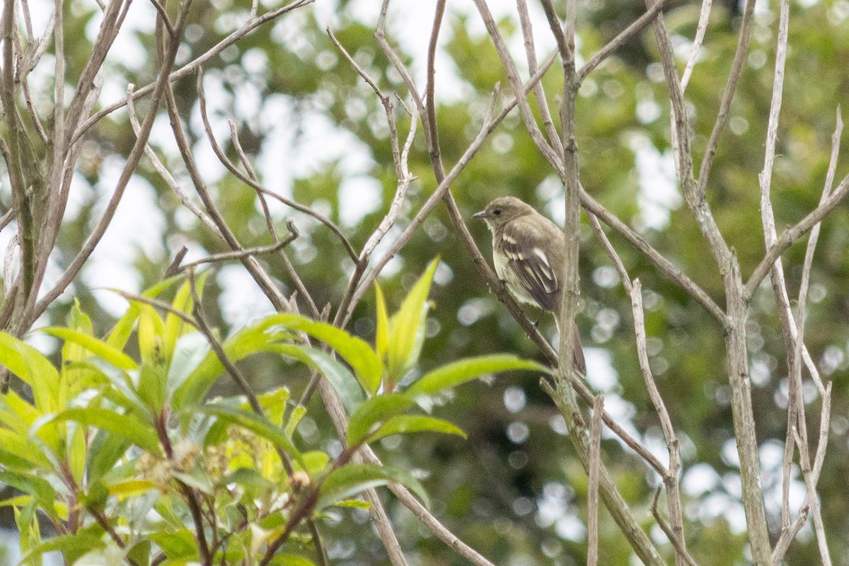 Mountain Elaenia - ML637985594