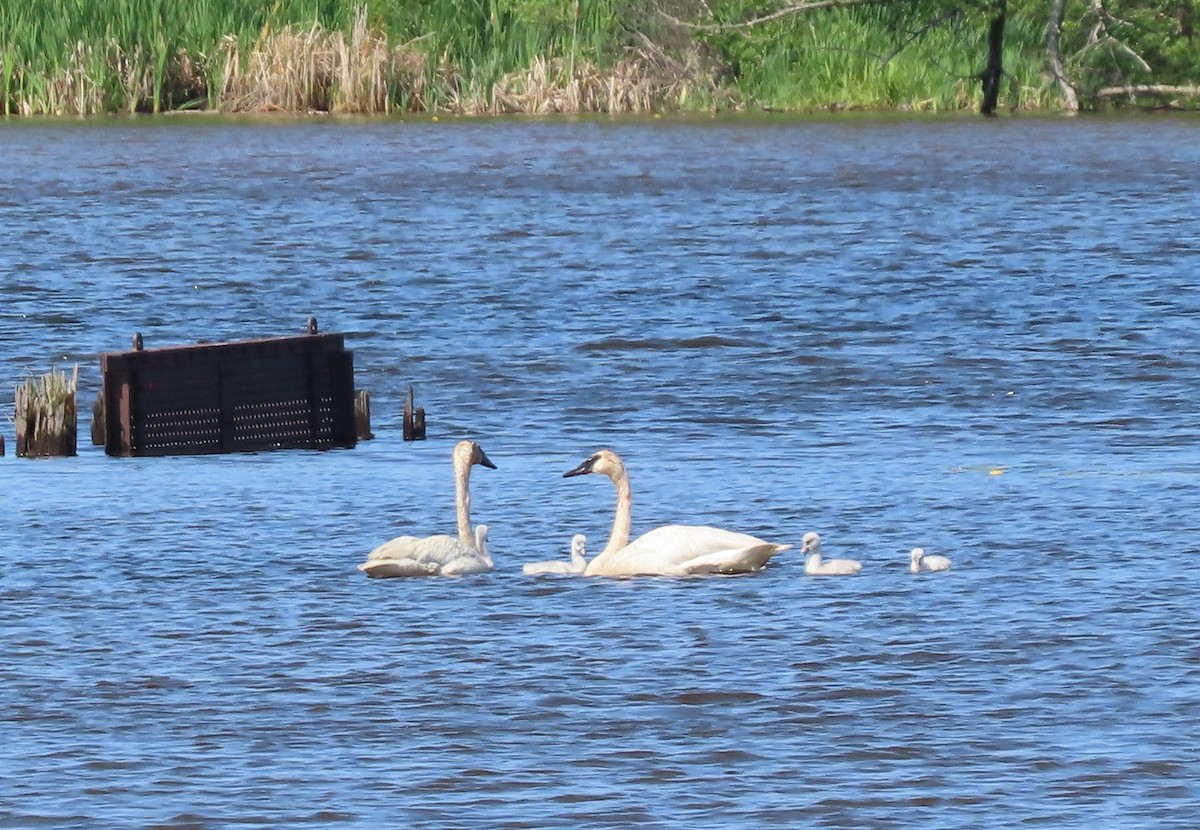 Trumpeter Swan - ML637985595