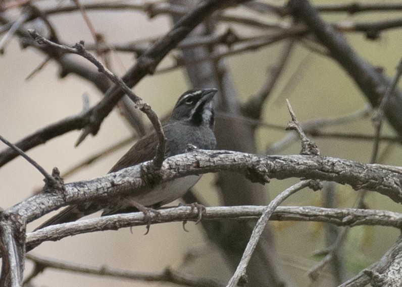 Five-striped Sparrow - ML637985608