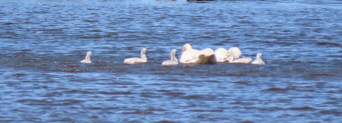 Trumpeter Swan - ML637985629