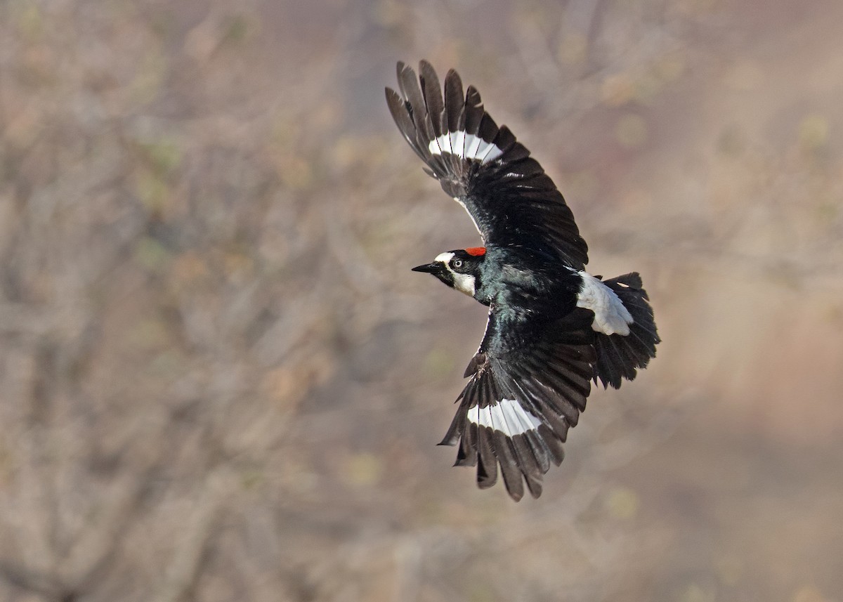 Acorn Woodpecker (Acorn) - ML637985644