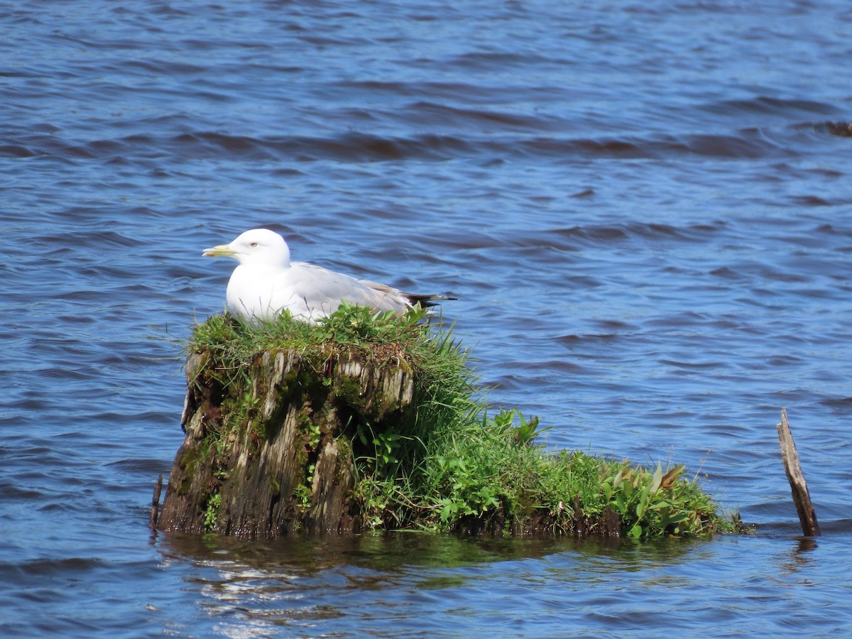 American Herring Gull - ML637985658