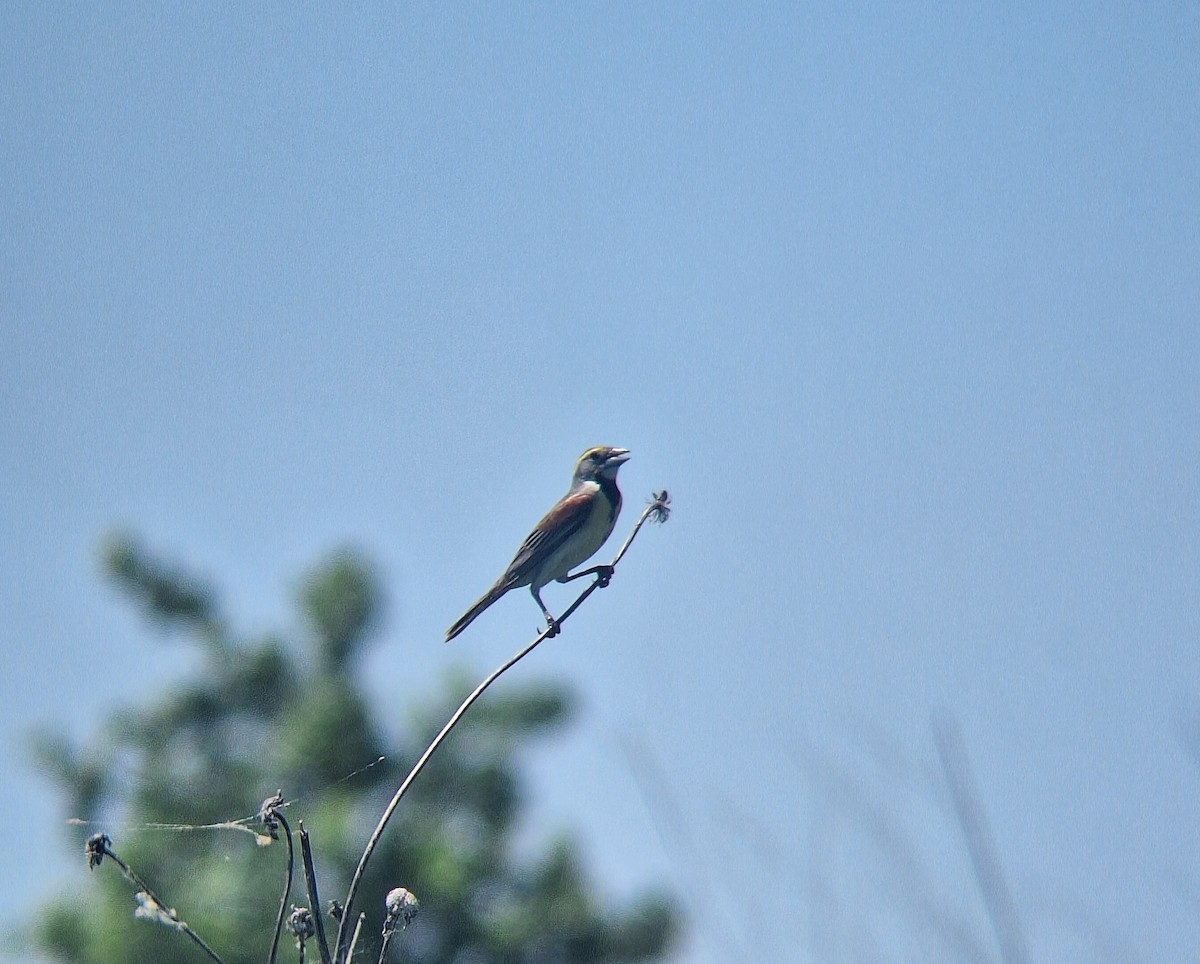 Dickcissel - ML637985666