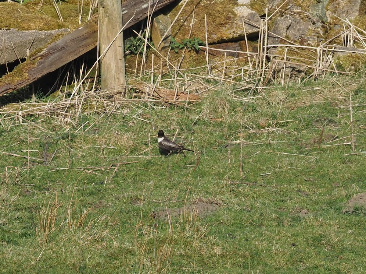 Ring Ouzel - ML637985674