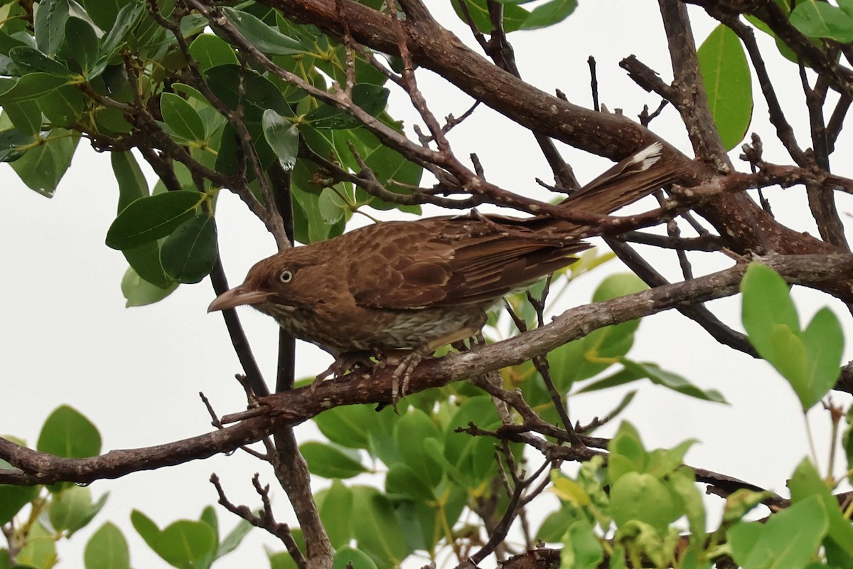Pearly-eyed Thrasher - ML637985752