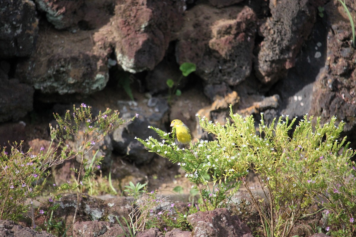 Island Canary - ML637985806