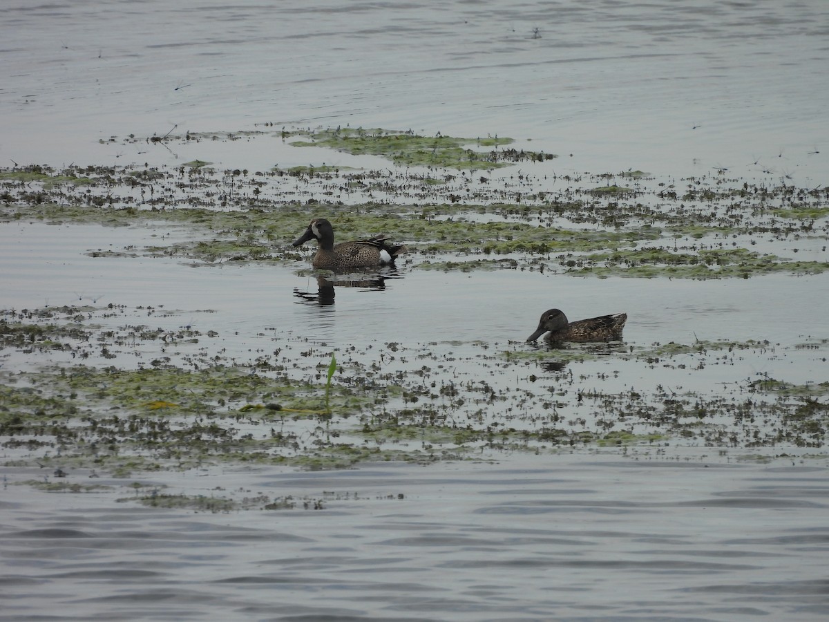 Blue-winged Teal - ML637985893