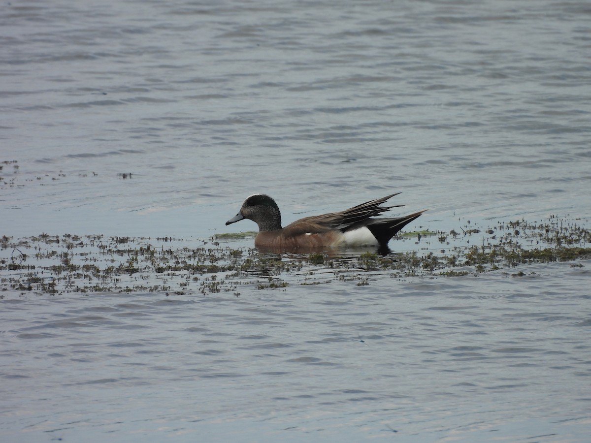 American Wigeon - ML637985896