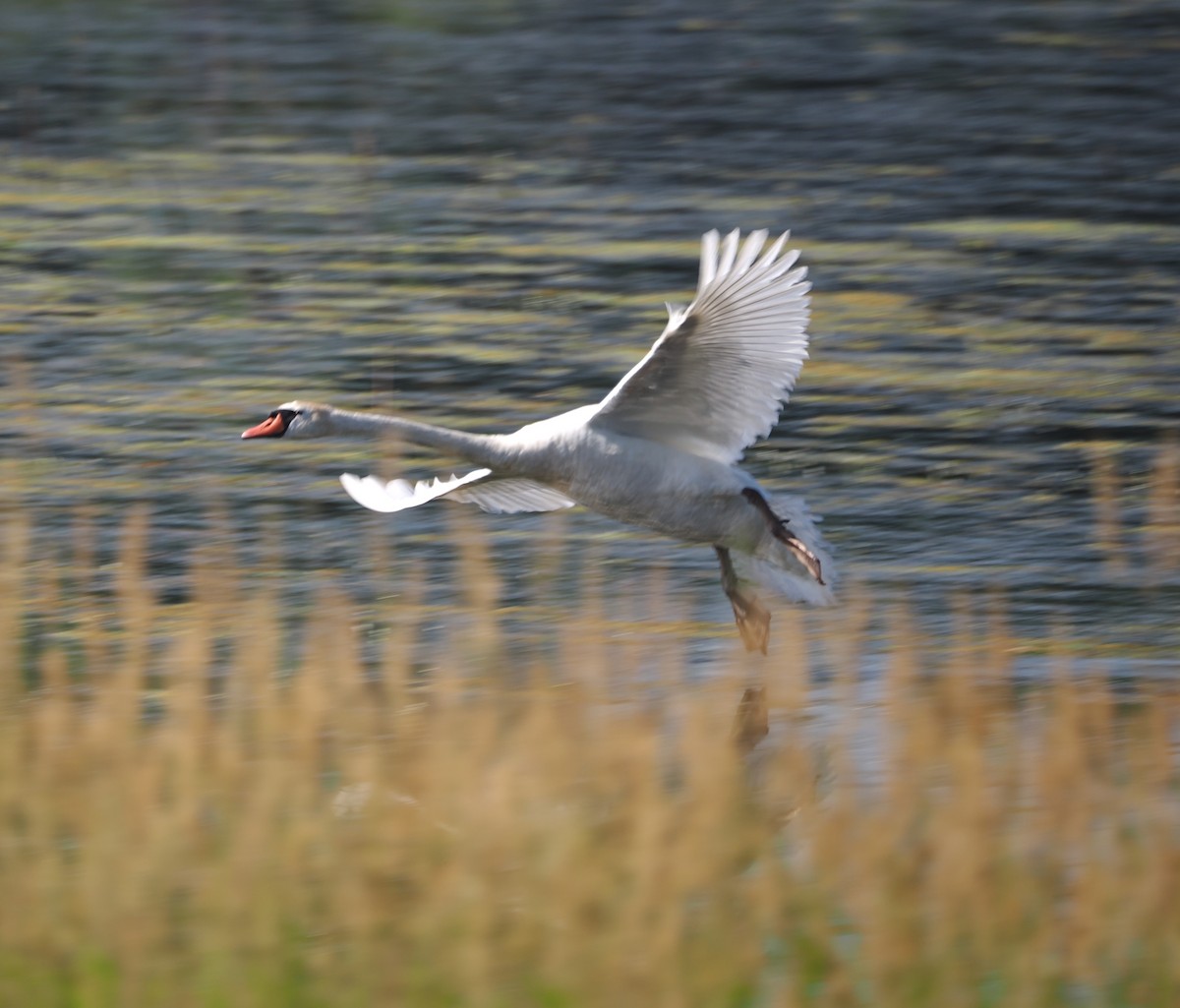 Mute Swan - ML637986081