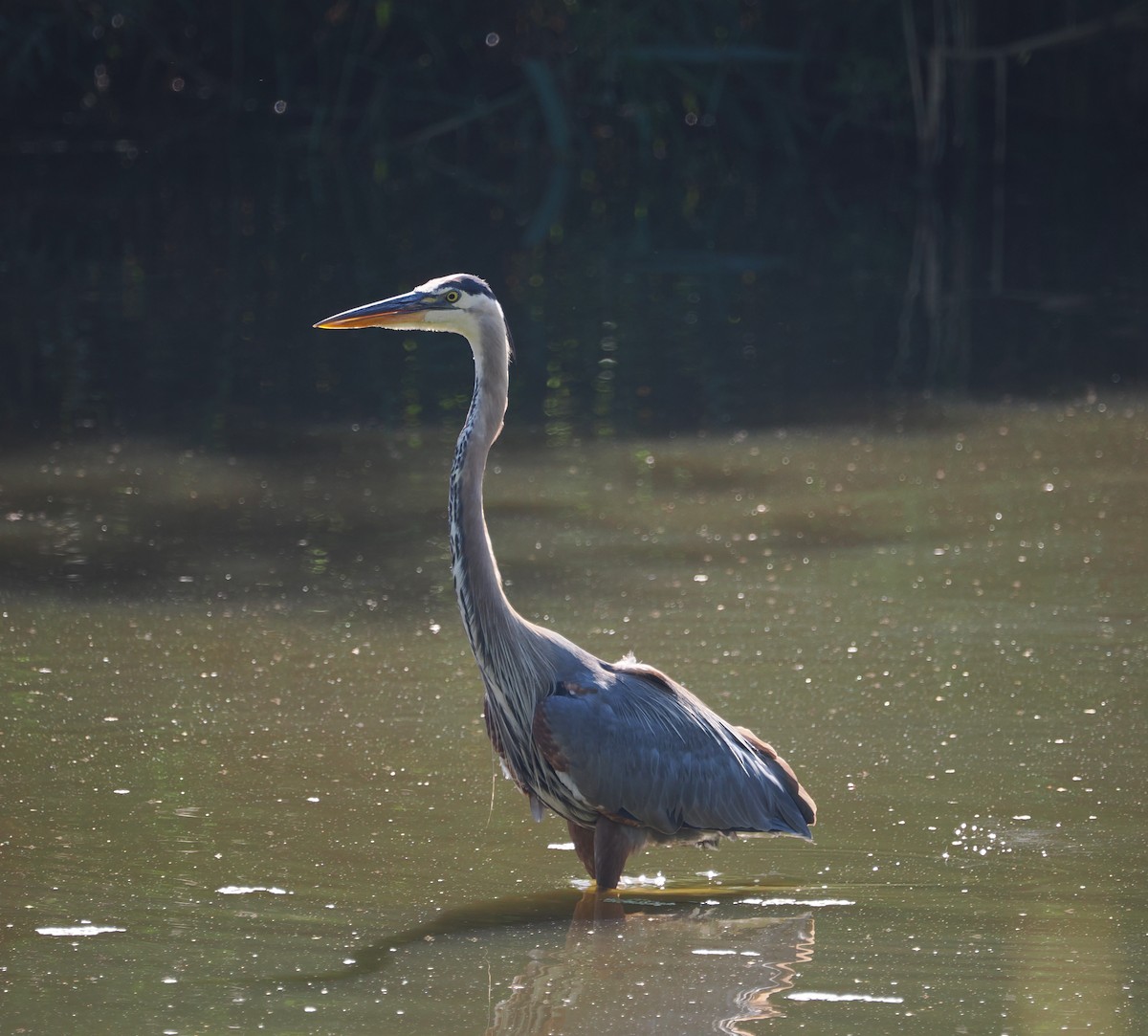 Great Blue Heron - ML637986115