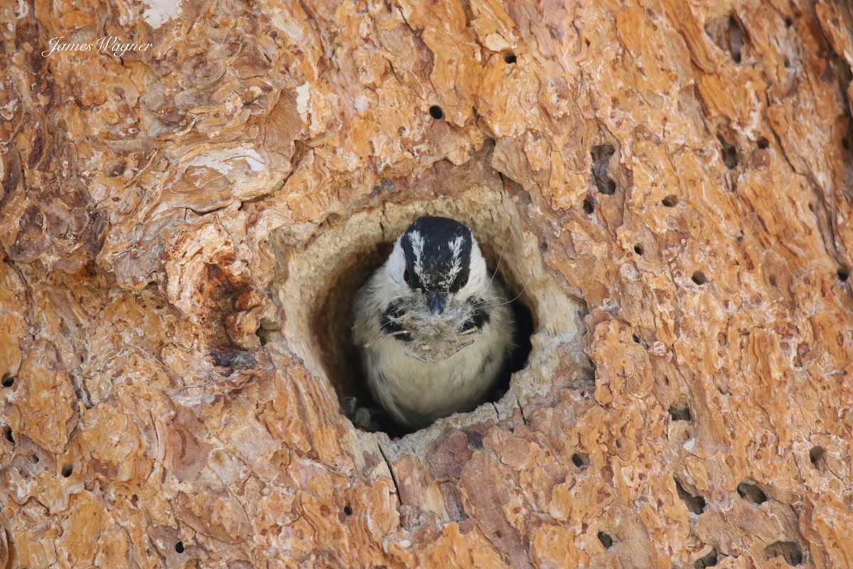 Mountain Chickadee - ML637986117