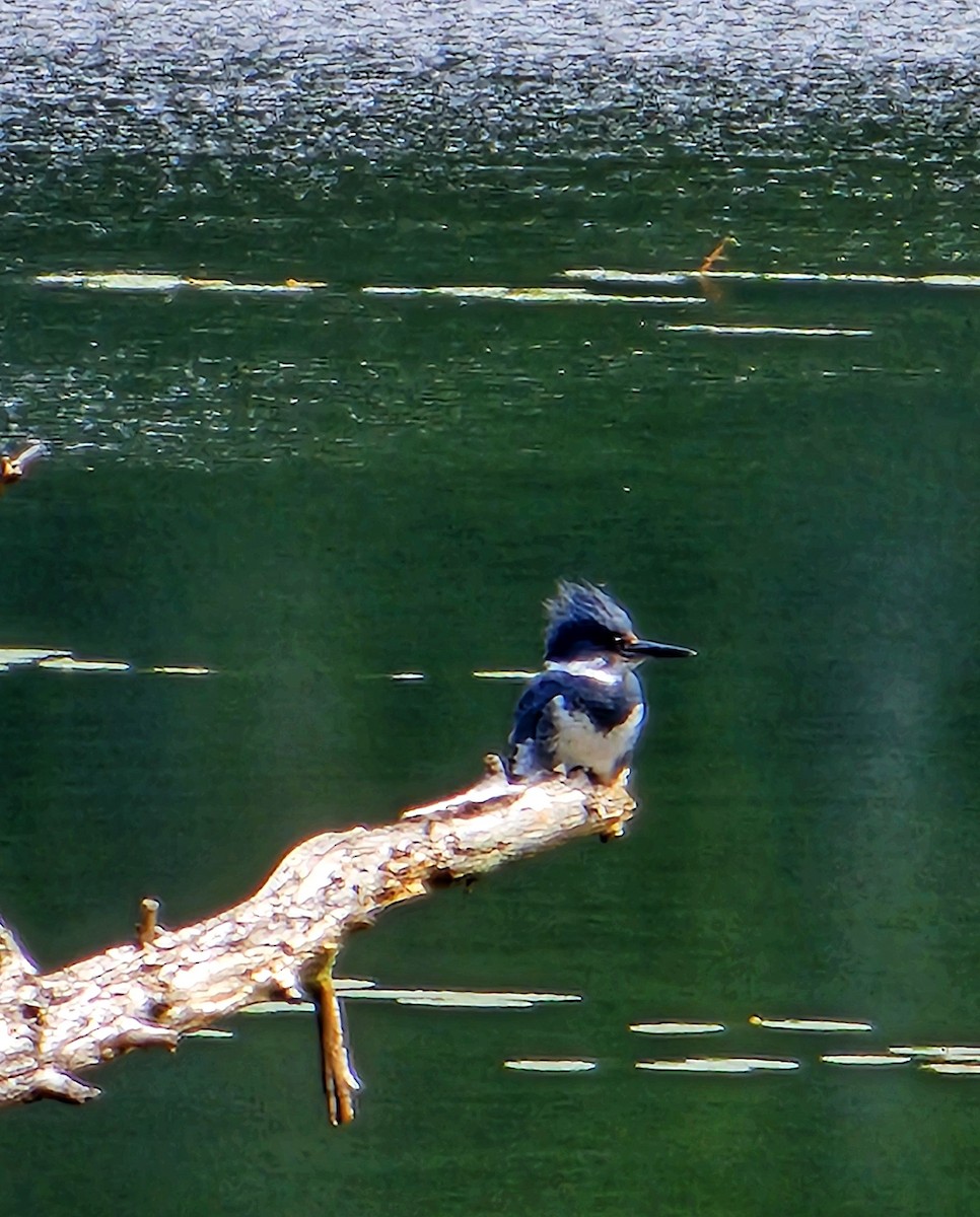 Belted Kingfisher - ML637986180