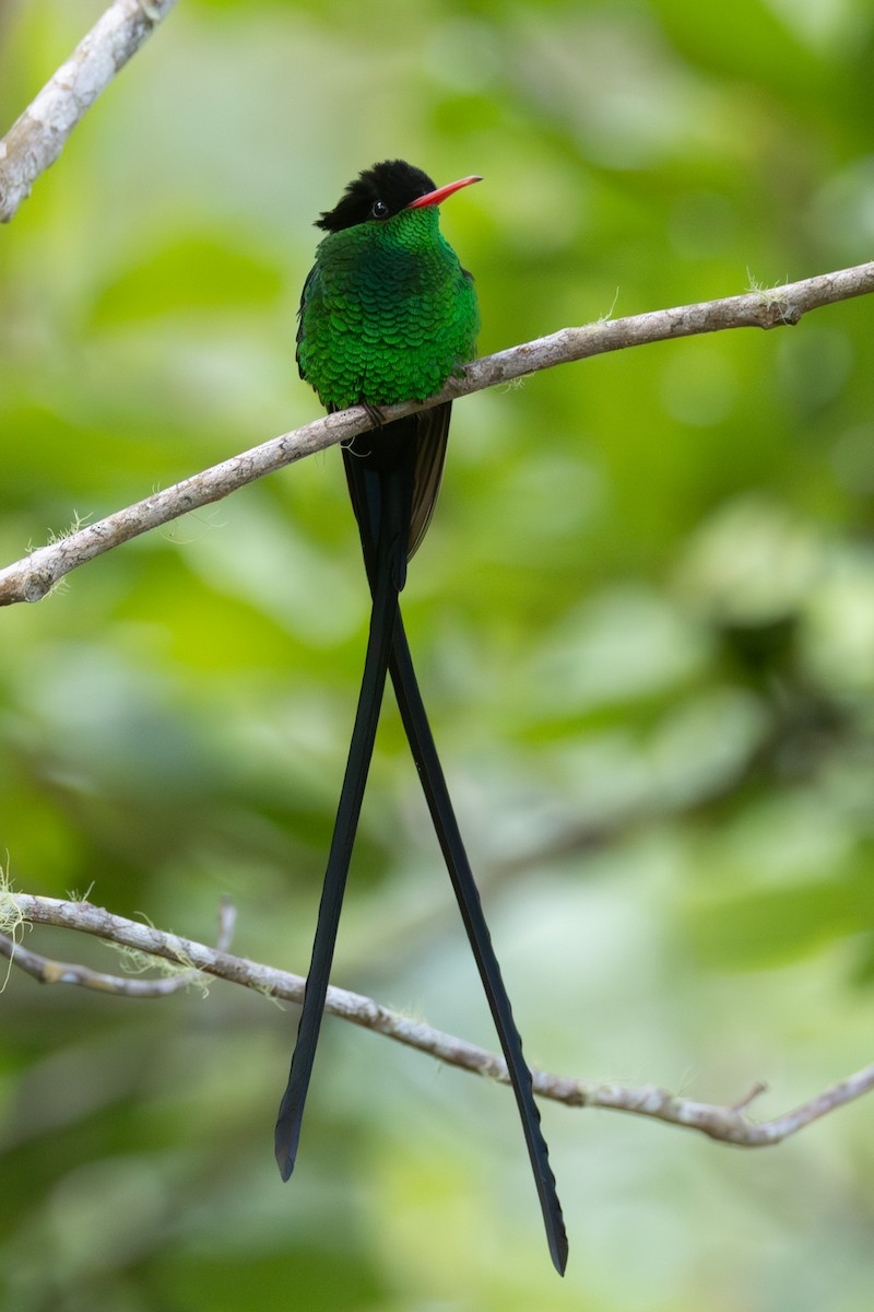 Red-billed Streamertail - ML637986185