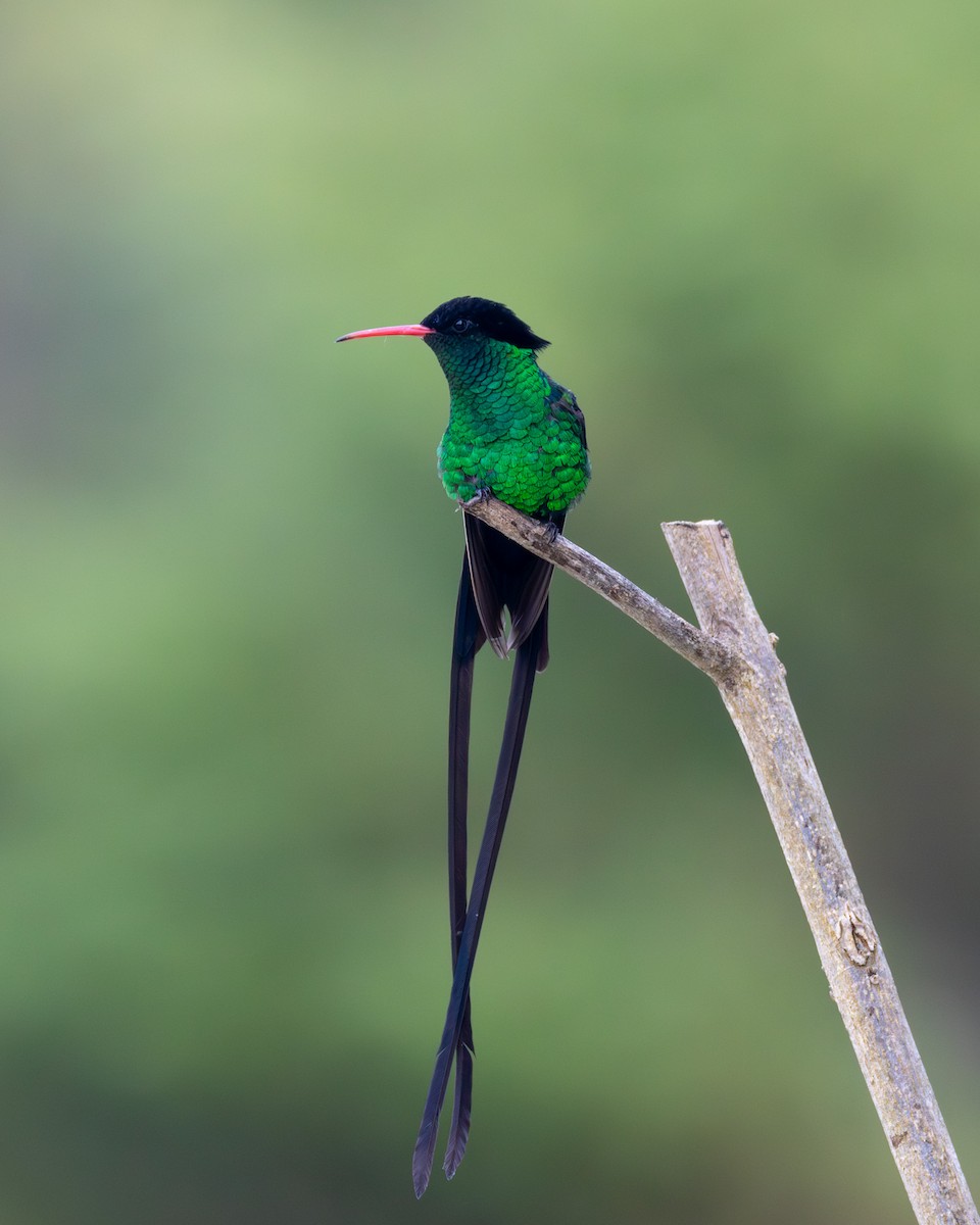 Red-billed Streamertail - ML637986186