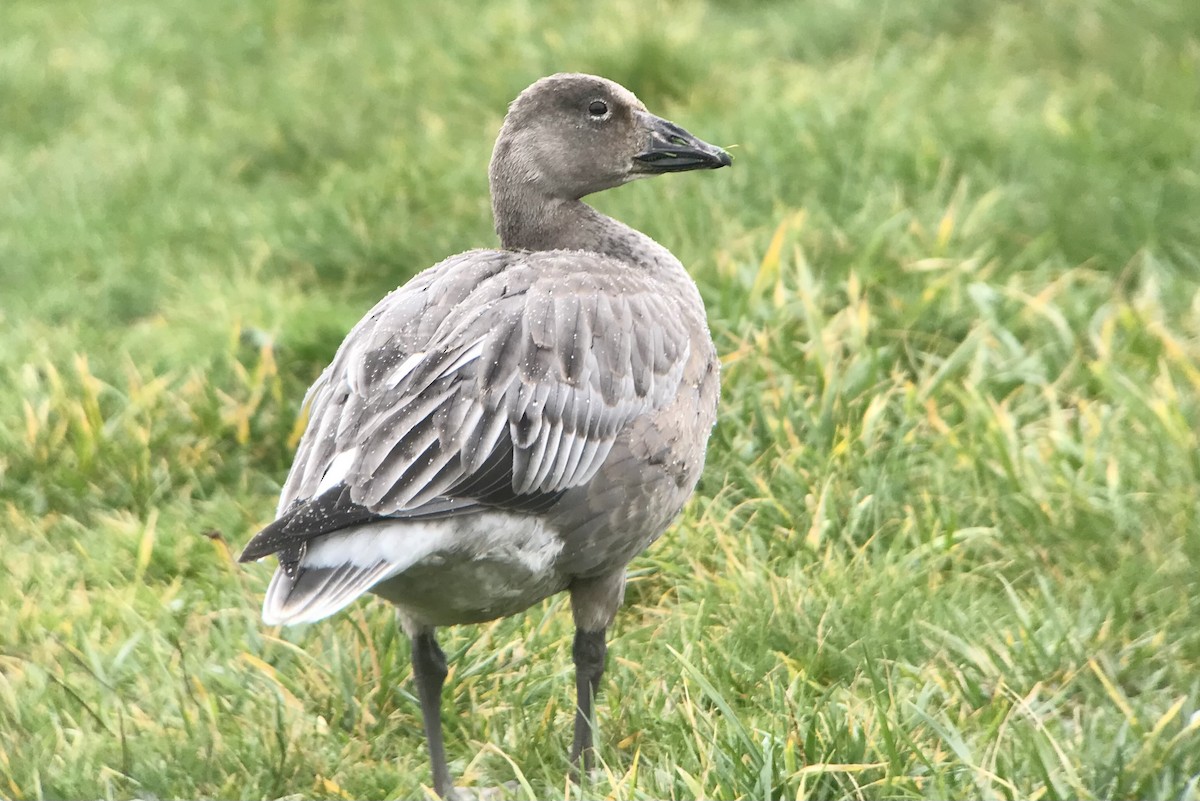 Цасны галуу - ML637986197