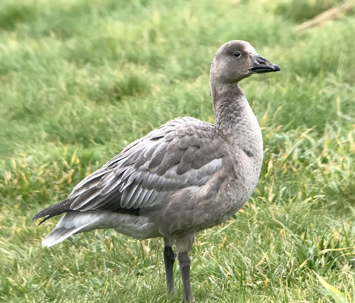 Цасны галуу - ML637986198