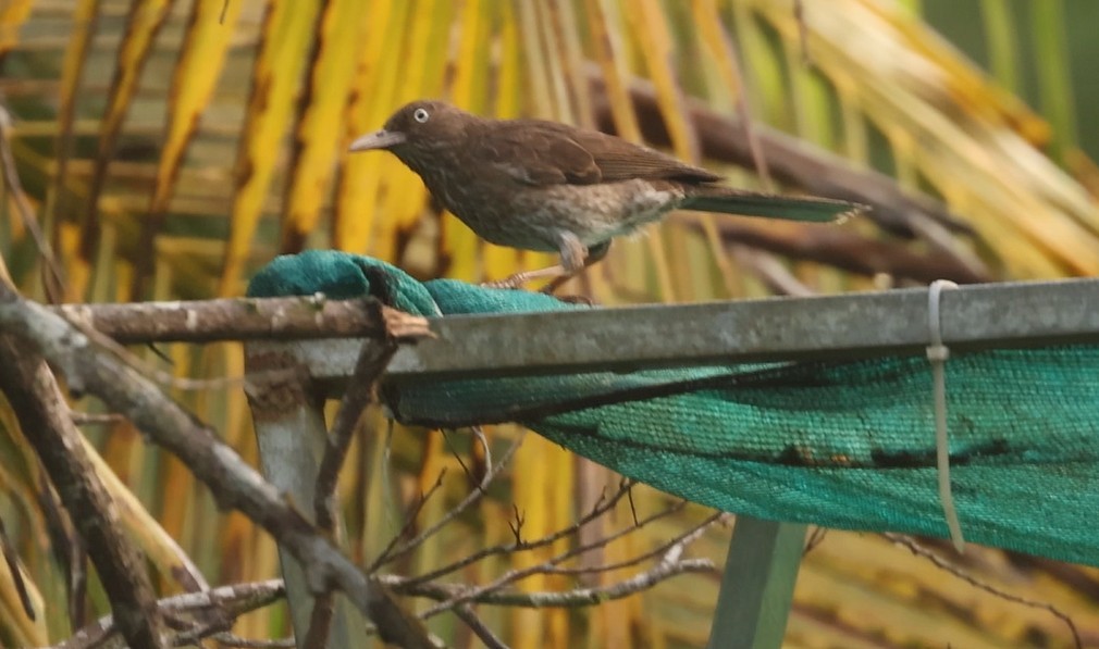 Pearly-eyed Thrasher - ML637986226