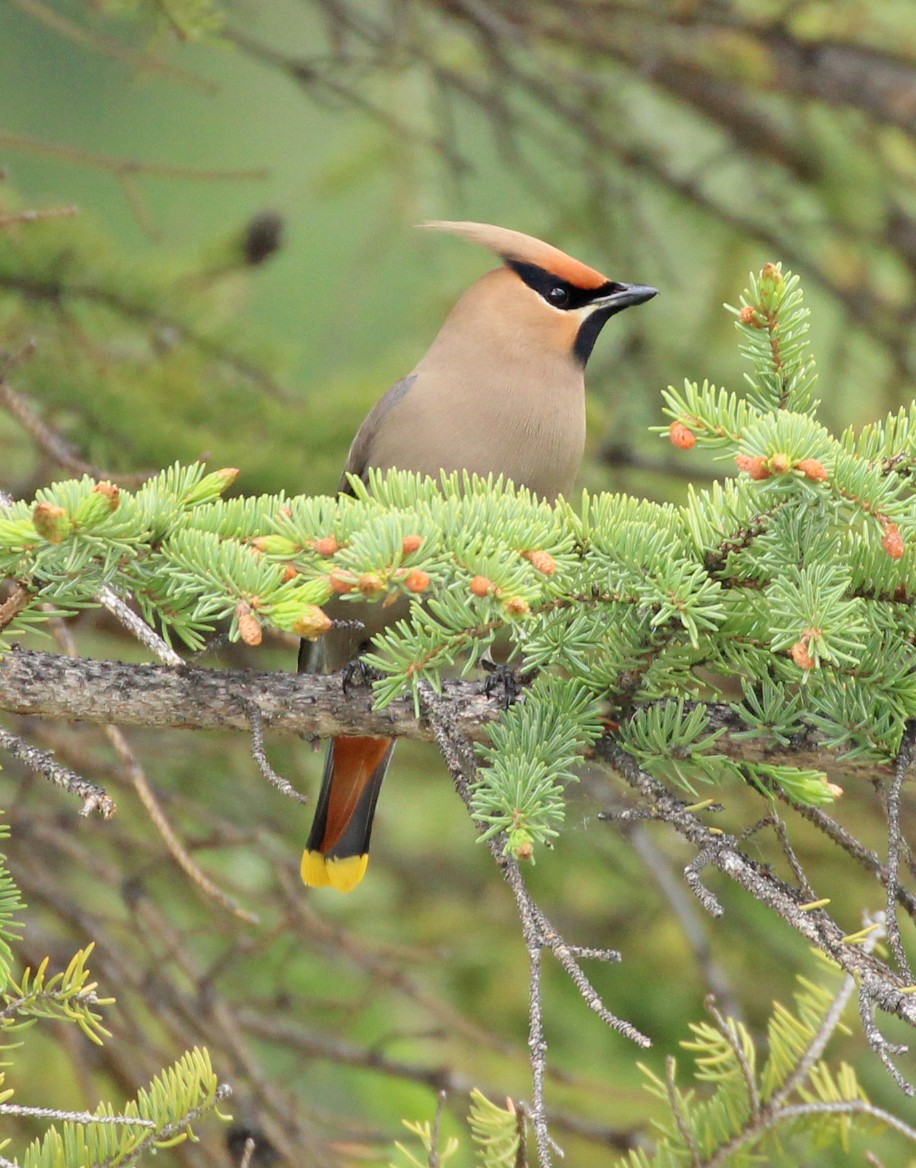 Bohemian Waxwing - ML637986235