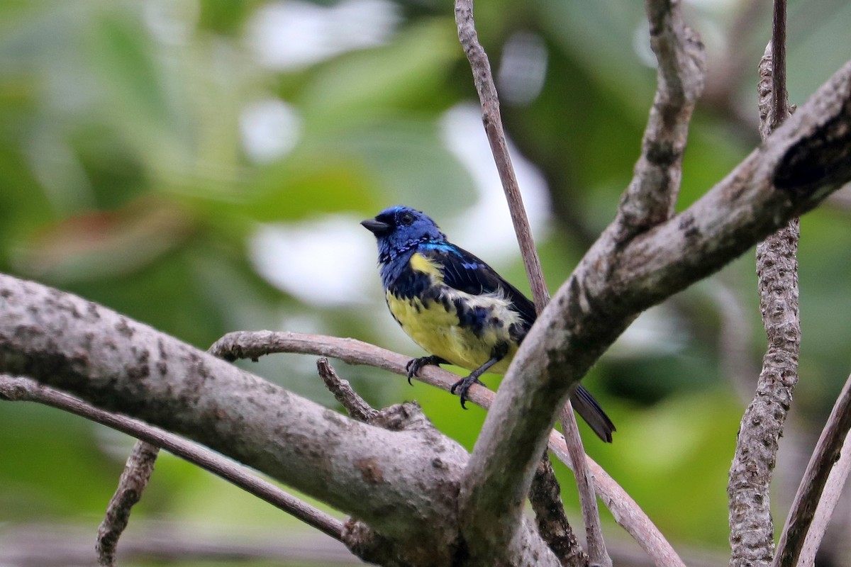 Turquoise Tanager - ML637986243