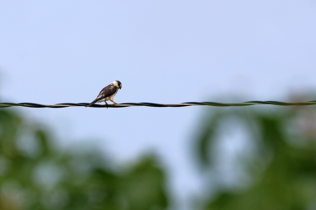 Pearl Kite - ML637986258