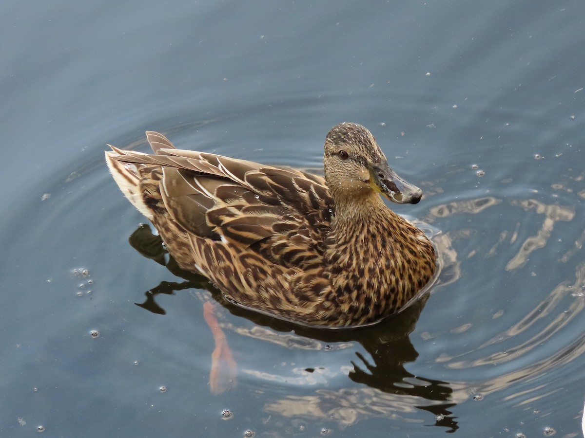 マガモ - ML637986264