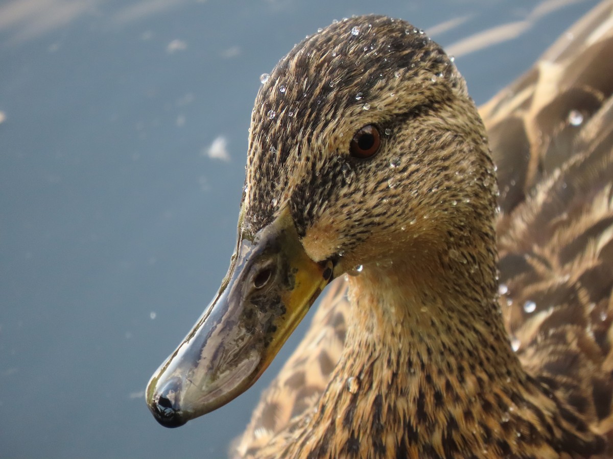 マガモ - ML637986266