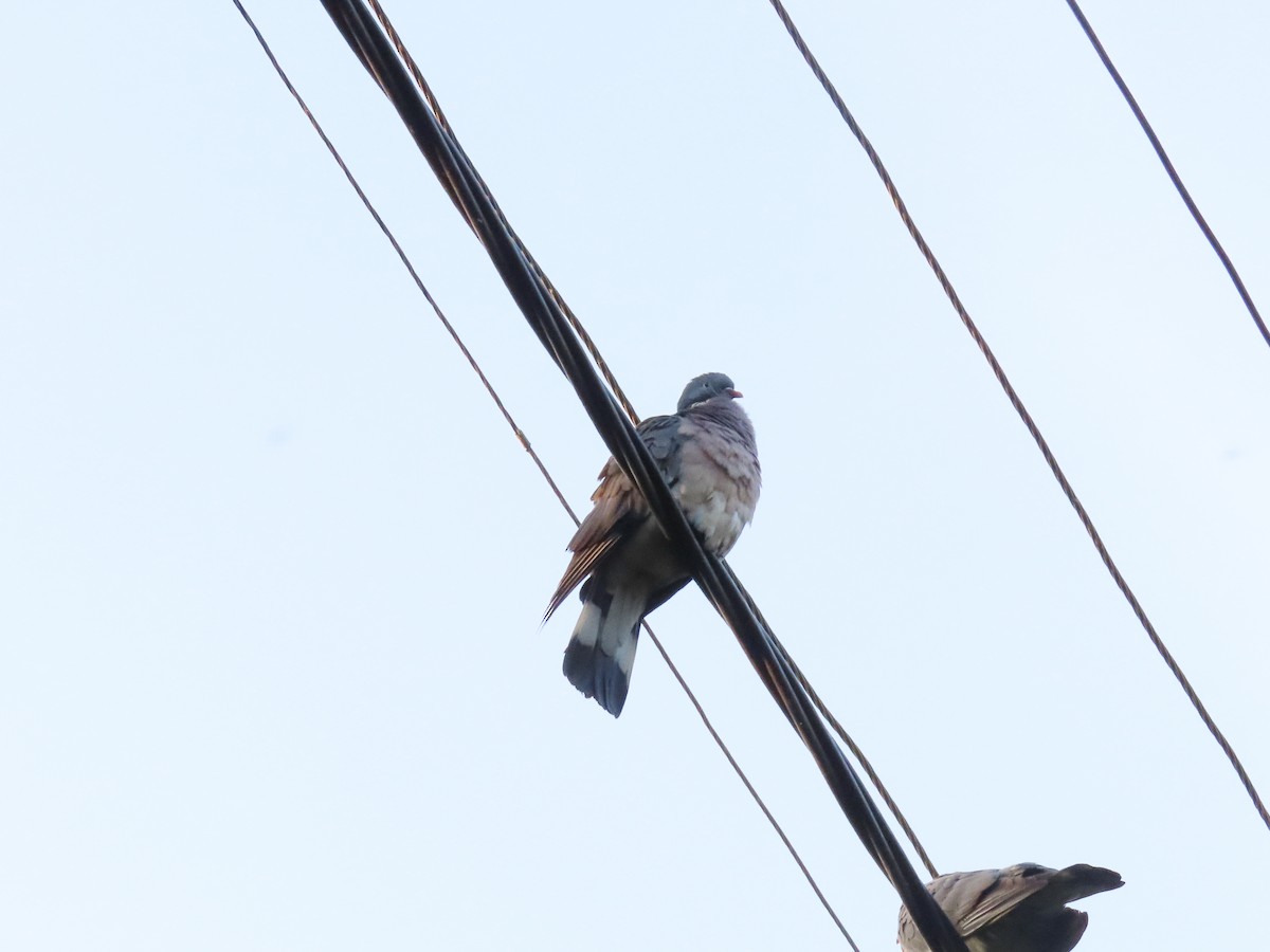 モリバト - ML637986273