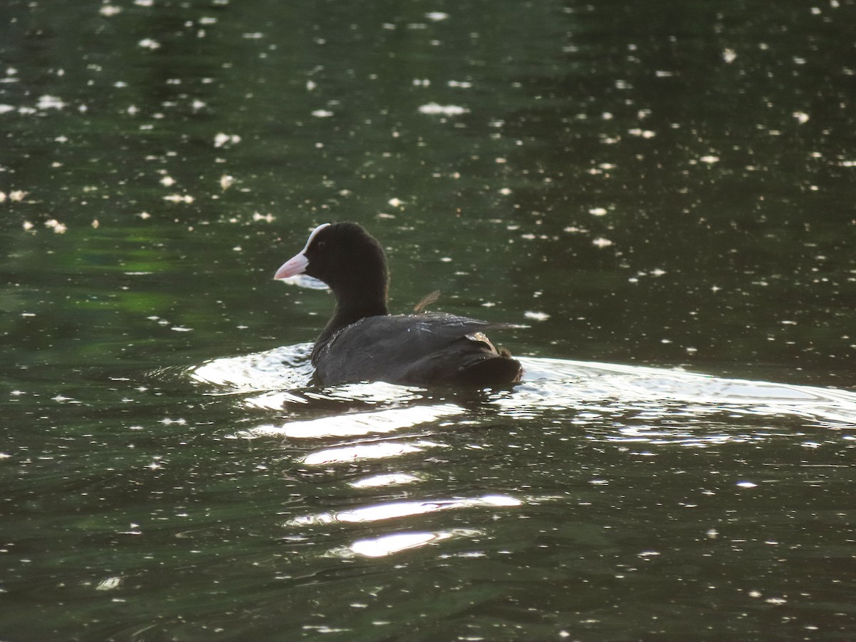 オオバン - ML637986275