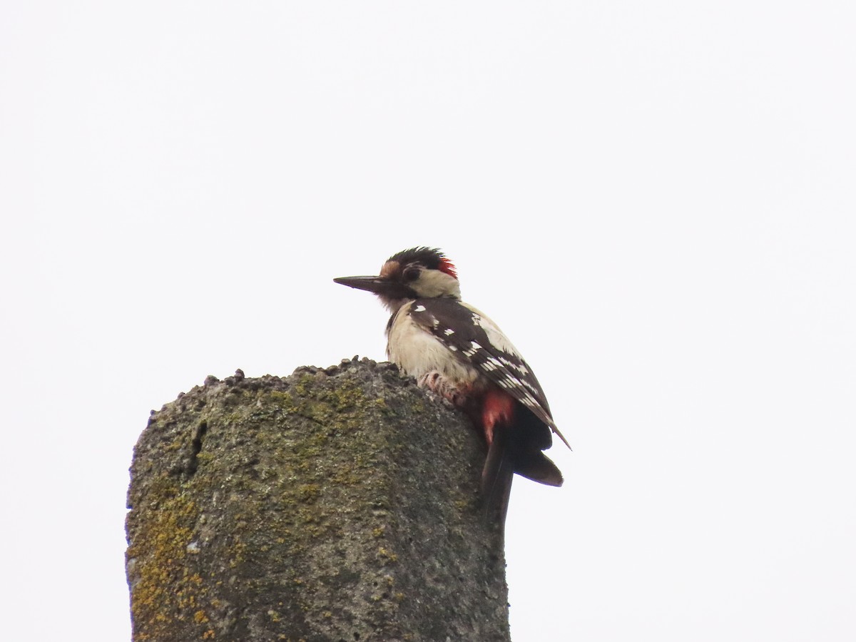 Syrian Woodpecker - ML637986277
