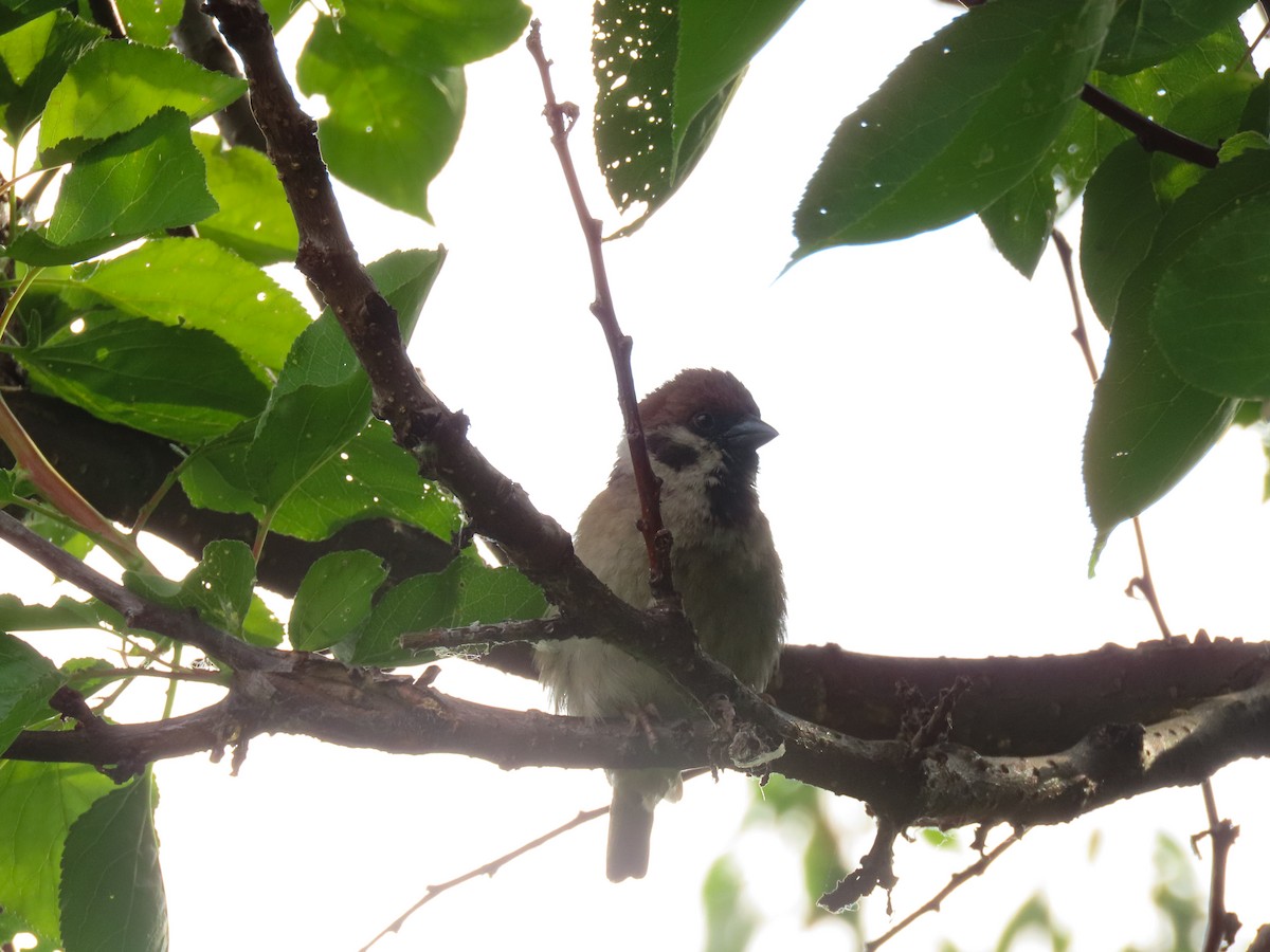 スズメ - ML637986281