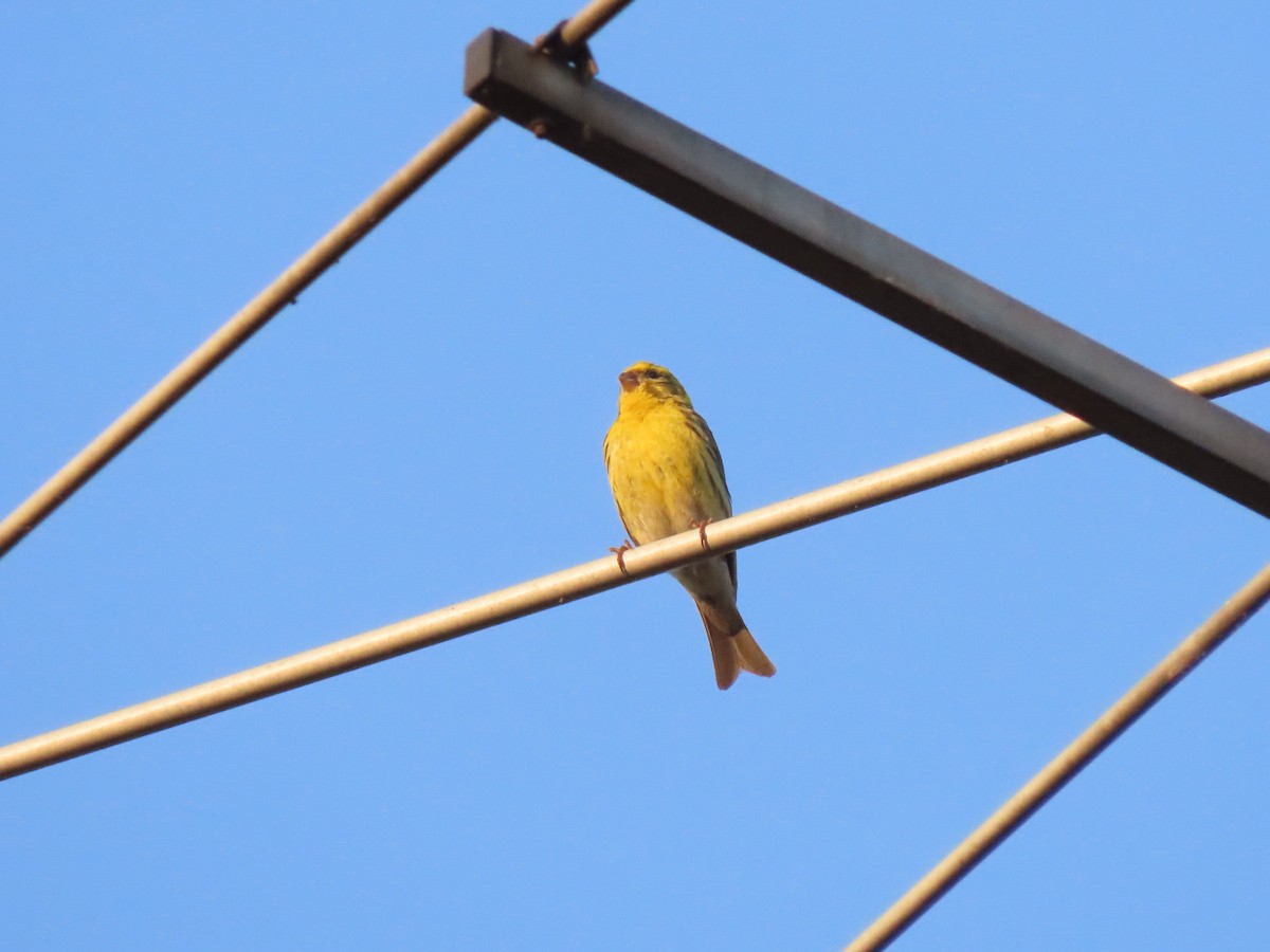 セリン - ML637986289