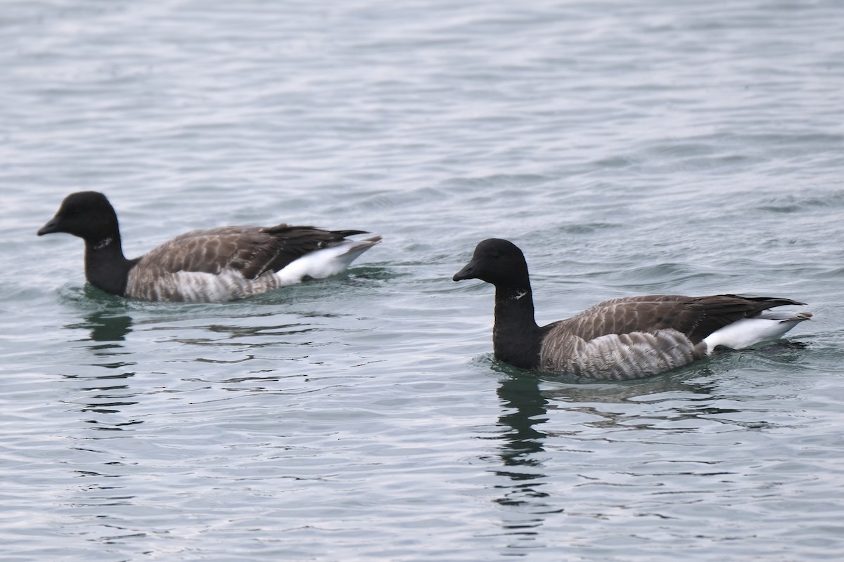 Brant (Atlantic) - ML637986303
