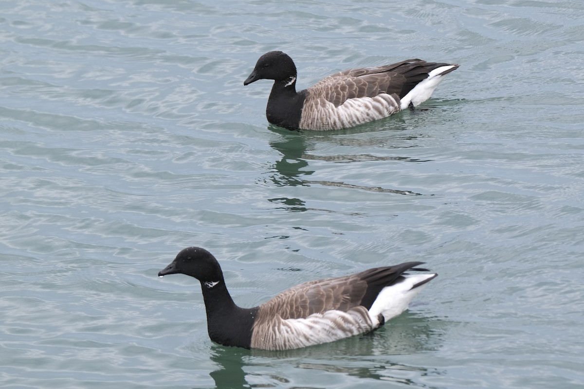 Brant (Atlantic) - ML637986304