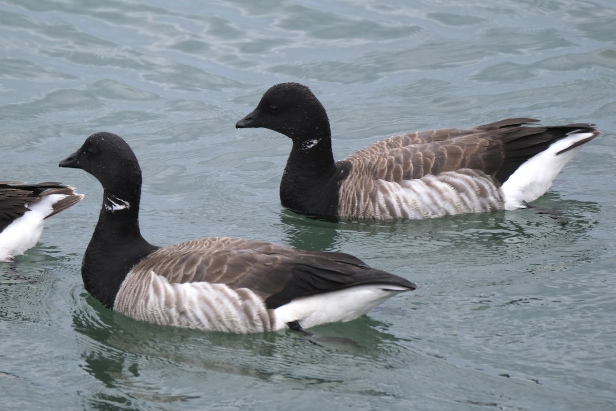Brant (Atlantic) - ML637986305