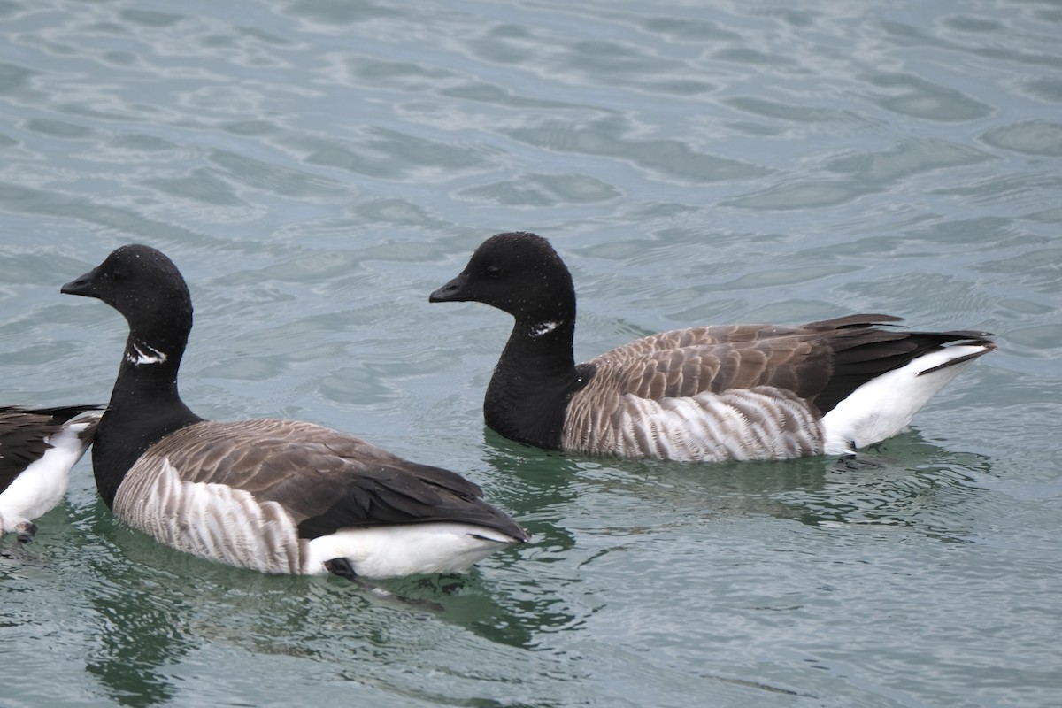 Brant (Atlantic) - ML637986306